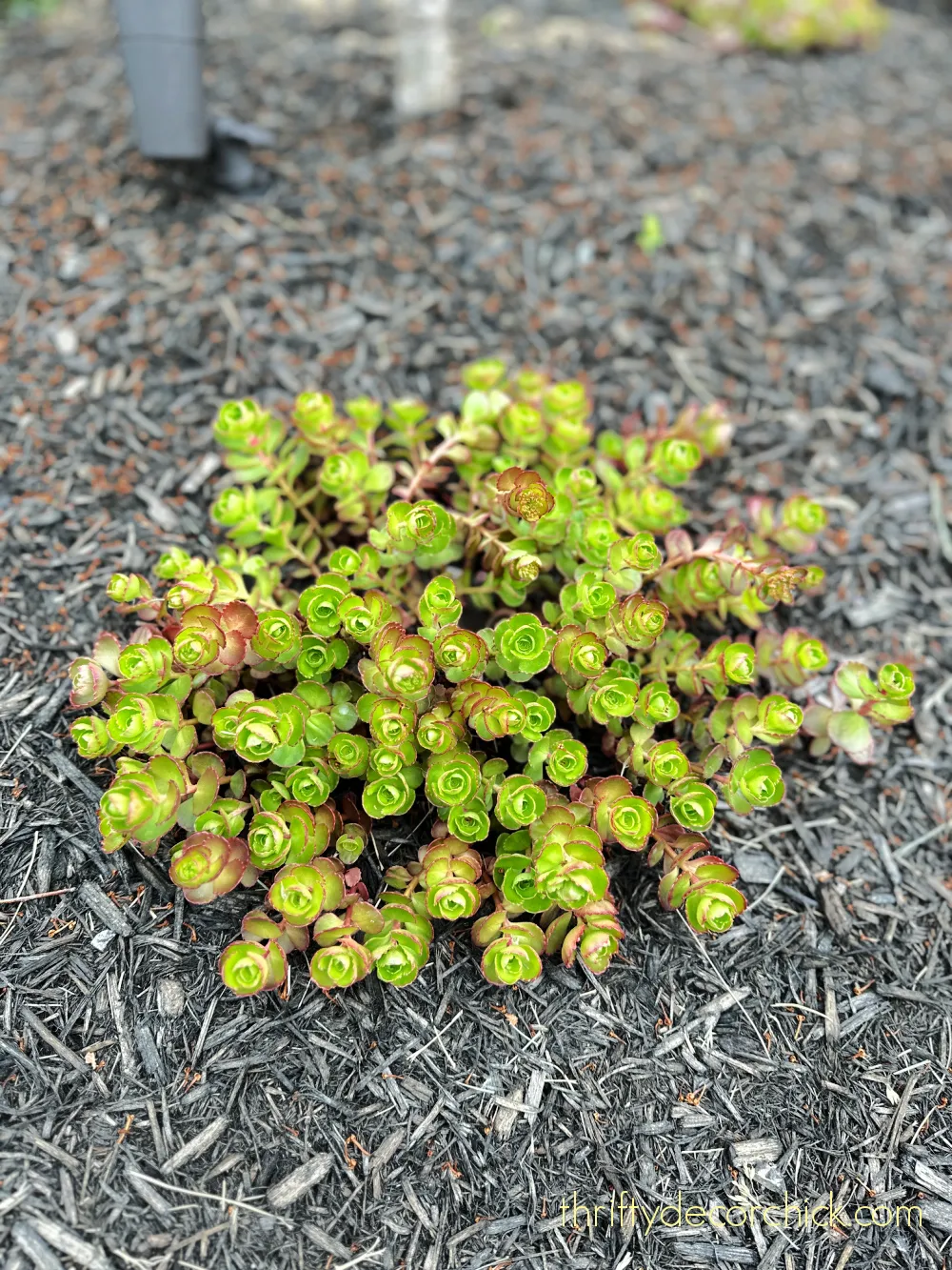 stonecrop sedum